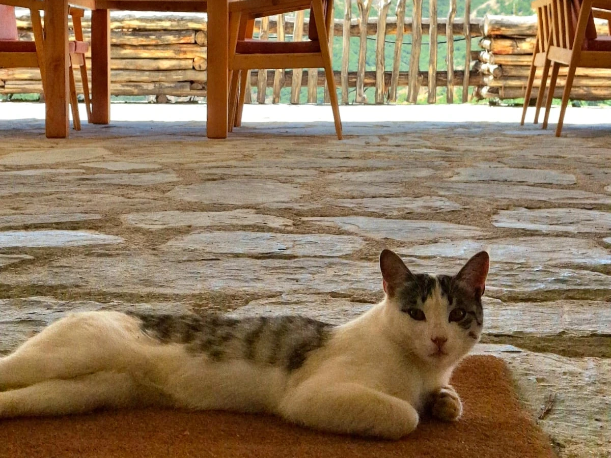 Taş terasta minderde dinlenen otelin kedisi
